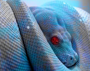 Blue_fantasy_snake